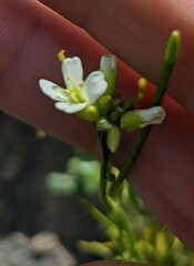Arabis stelleri japonica