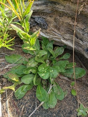 Arabis stelleri japonica