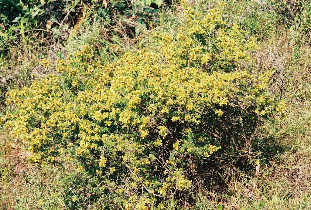 Kotschya recurvifolia