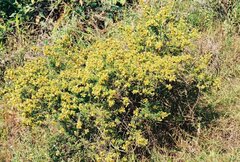 Kotschya recurvifolia image