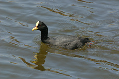 Fulica armillata
