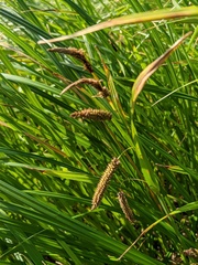 Carex cryptocarpa