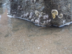 Fistulobalanus albicostatus