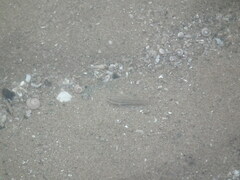 Tridentiger trigonocephalus