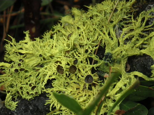 Brown-eyed Wolf Lichen