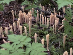 Clavariadelphus sachalinensis