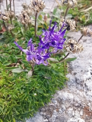 Phyteuma globulariifolium