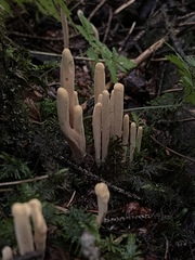 Clavariadelphus sachalinensis