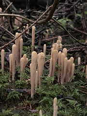 Clavariadelphus sachalinensis