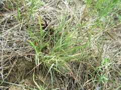 Cleistogenes squarrosa