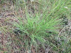 Cleistogenes squarrosa