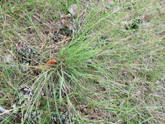 Cleistogenes squarrosa