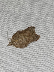 Acleris emargana