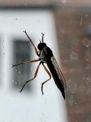 Neomochtherus pallipes