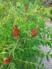 Rhus coriaria