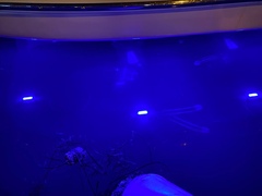 Carybdea marsupialis