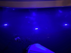 Carybdea marsupialis