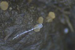 Pilobolus crystallinus