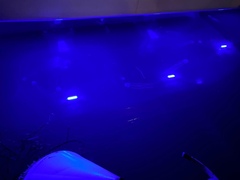 Carybdea marsupialis