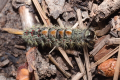 Orgyia pseudotsugata