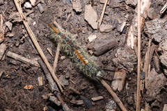 Orgyia pseudotsugata