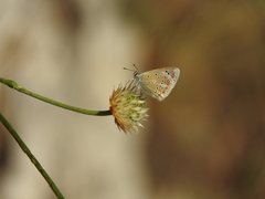 Cephalaria ambrosioides
