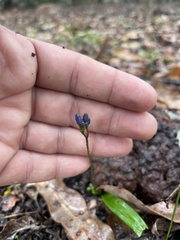 Chamaescilla corymbosa