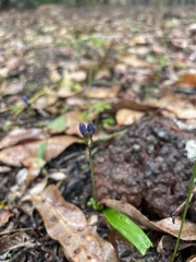 Chamaescilla corymbosa