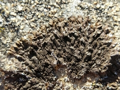 Xanthoparmelia verruculifera