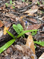 Chamaescilla corymbosa