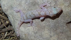 Hemidactylus persicus