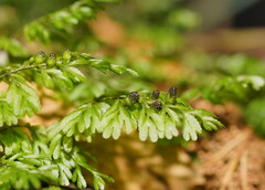 Hymenophyllum cupressiforme