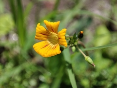 Biophytum sensitivum