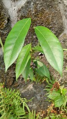 Ficus tinctoria