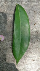 Ficus tinctoria