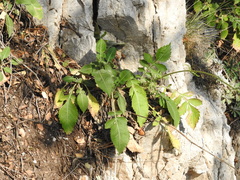 Cephalaria ambrosioides
