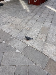 Columba livia domestica