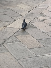 Columba livia domestica