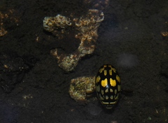 Thermonectus marmoratus