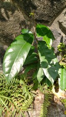 Ficus tinctoria