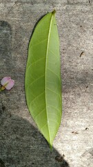Ficus tinctoria