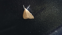 Anania crocealis