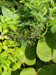 Scrophularia grayana