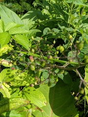 Scrophularia grayana