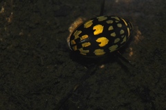 Thermonectus marmoratus