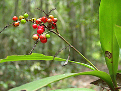Cordyline cannifolia