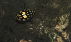 Thermonectus marmoratus