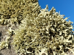 Ramalina capitata