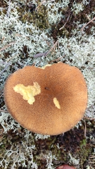 Suillus variegatus