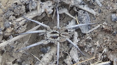 Lycosa praegrandis